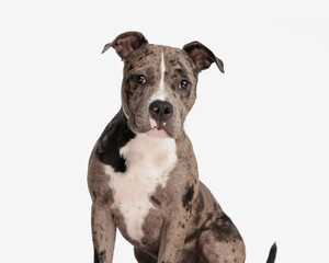 adorable american bully dog looking at camera and sitting