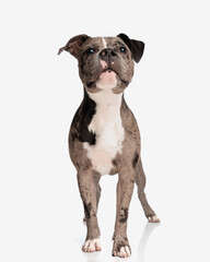 Obraz premium adorable american bully dog looking up and standing