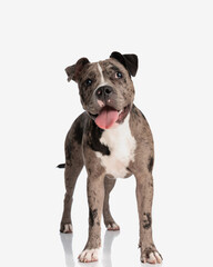 beautiful american bully dog sticking out tongue and panting