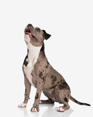 side view of cute american bully puppy panting and looking up