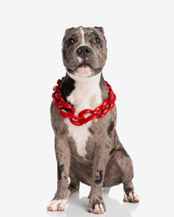 wary american bully puppy with big red collar being vigilant