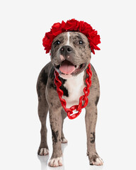 beautiful american bully puppy with red flowers headband and collar