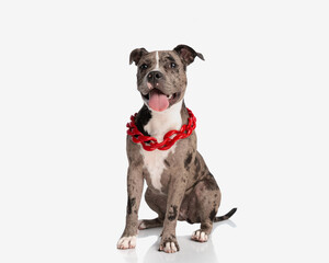 sweet american bully dog with big red collar sticking out tongue