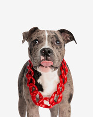 curious american bully with red big collar neck sticking out tongue