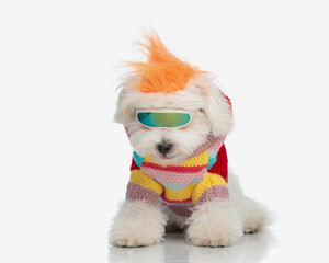 cool bichon dog wearing orange ridge, ski glasses and knitted sweather