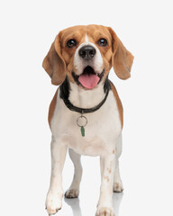 adorable beagle dog with clover collar sticking out tongue and panting