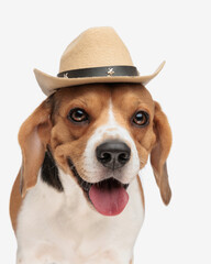 beautiful cowboy beagle wearing hat and sticking out tongue