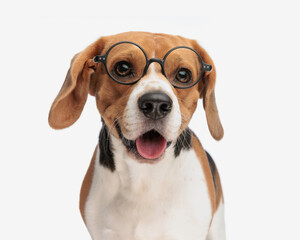 nerd little beagle puppy with eyeglasses sticking out tongue and panting