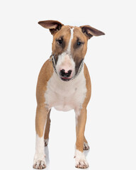 beautiful bull terrier dog looking at camera and standing up