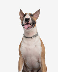 happy big bull terrier dog sticking out tongue and panting