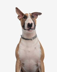 cute big bull terrier dog with silver collar around neck looking at camera