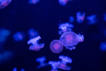 Colorful jellyfish floating gracefully in a dark aquarium setting