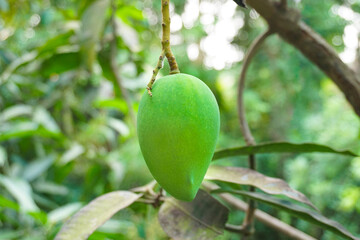 Fresh green Alphonso mango hanging on tree with it's green leaves 