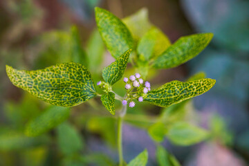 Billygoat weed purplish color flowers