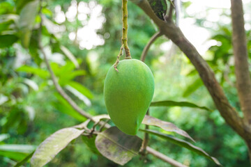 Green mango hanging on tree