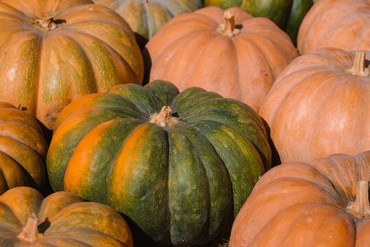 Colorful varieties of pumpkins displayed at a local farmer's market during autumn harvest season