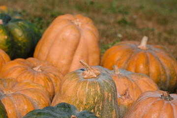 Colorful pumpkins in a vibrant patch ready for harvest during autumn season