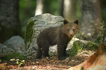 Bear Cub Standing Alone in Forest © PetrDolejsek