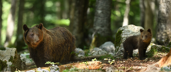 Super Wide Shot of Mother Brown Bear with Cub in Forest © PetrDolejsek