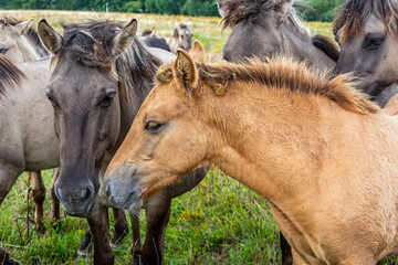 Herd of beautiful wild horses (Konik) in Northern Germany © Calado
