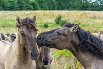 Wild horse (Konik) giving its companion a kiss