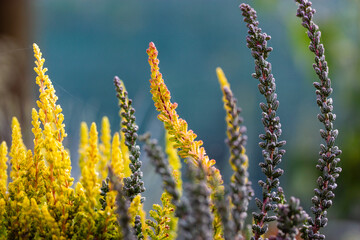 Yellow flowering heather plants outdoors. Calluna vulgaris blooms. Autumnal wild growing or decorative garden plant in full bloom Defocused background