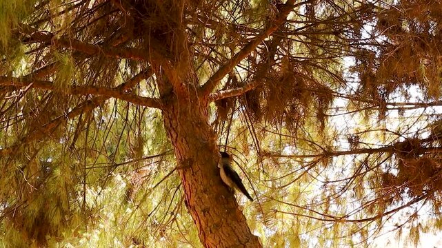 A baby crow trying to climb a tree after falling from its nest. Hooded crow. Bird watching. Young Birds