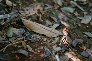 Fallen dry leaf on the ground, showcasing natural textures and the beauty of decay