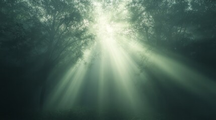 Obraz premium Sunlight Beams Through Foggy Forest Canopy