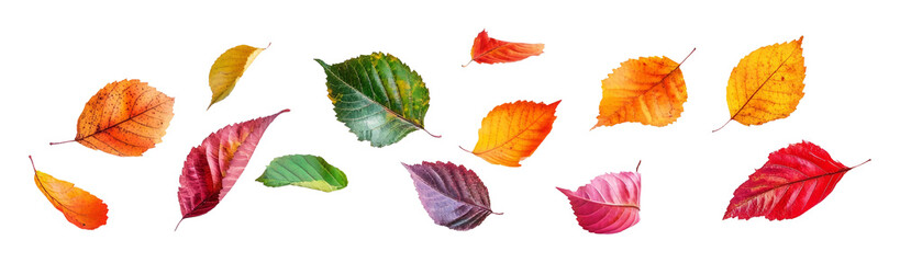 Fototapeta premium Colorful Autumn Leaves Falling on Transparent Background