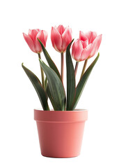 Pink tulips in pastel pink pot on transparent background © Photocreo Bednarek