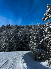 snow-covered trees in the winter landscape among the mountain ski slopes