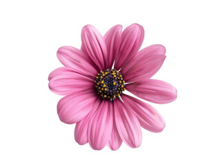 Obraz premium Pink daisy flower head isolated on white background