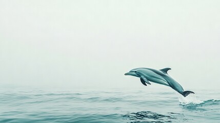   A dolphin leaping from water, head above surface, tail emerging