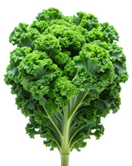 Close-up of Kale isolated on a transparent background