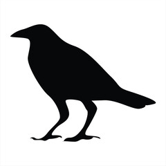 crow silhouettes. Bird vector illustrations. Crow silhouette icons isolated. Black White.