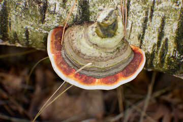 mushroom in forest