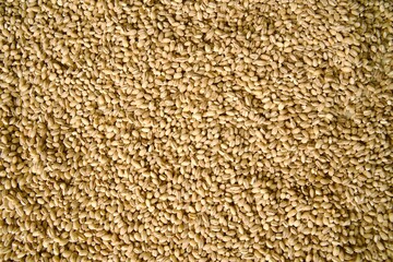 Close-up of pearl barley grains scattered across a surface, highlighting the texture and detail of...