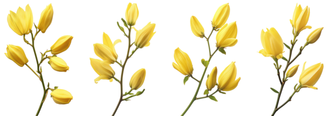 yellow flowers ylang ylang local flora of asia arrangement flat lay postcard style