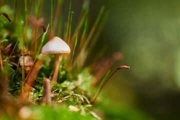 Fototapeta premium small mushroom in autumnal green forest, macro shot