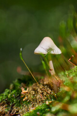 small mushroom in autumnal green forest, macro shot