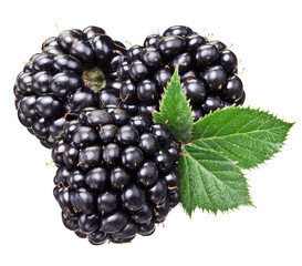 Blackberries with blackberry leaves isolated on a white.