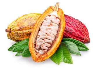 Cocoa fruits and opened cocoa pod with green leaves isolated on white background.