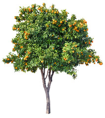 Tangerine tree with ripe orange tangerines isolated on white background. File contains clipping path.