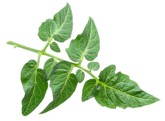 Fresh green tomato leaves isolated on white background. File contains clipping path.