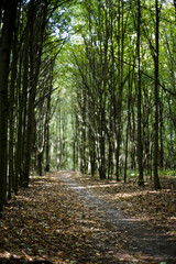A walk outdoors in the forest.
