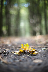 Autumn season in the forest.
