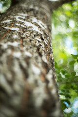 Tree trunk and leaves in the wind, manual photography with a very low aperture.
