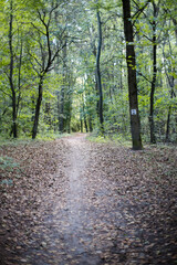 A walk outdoors in the forest.
