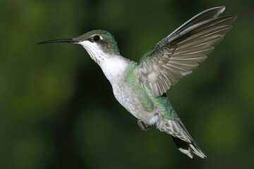 Fototapeta premium Smallest Cuban bird in flight.
